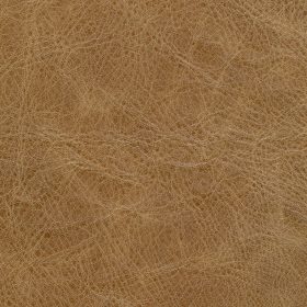 Buckskin