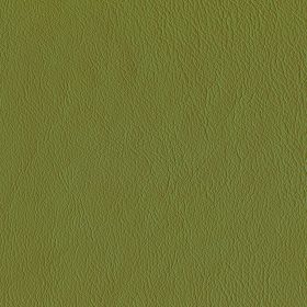 Fern
