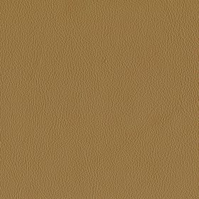Pecan
